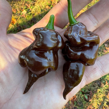 Trinidad Scorpion X Congo Chocolate - Seeds - The Pepper Pantry (Formerly Marie Sharp's)